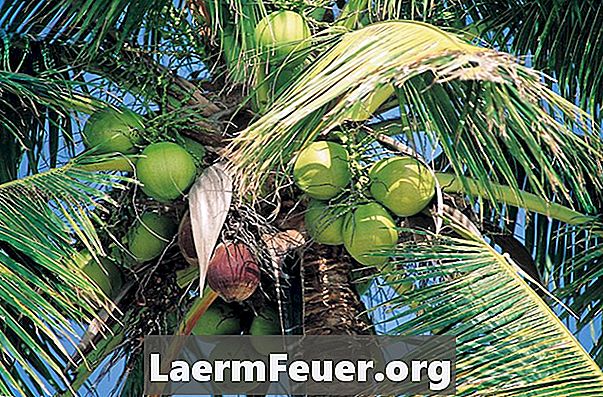 Как посадить кокосовые пальмы