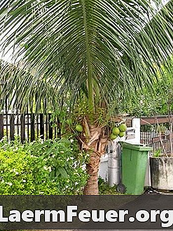 Hur man planterar dvärg kokosnöt träd