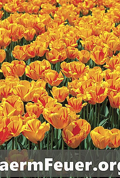 Jak sadzić i dbać o tulipany