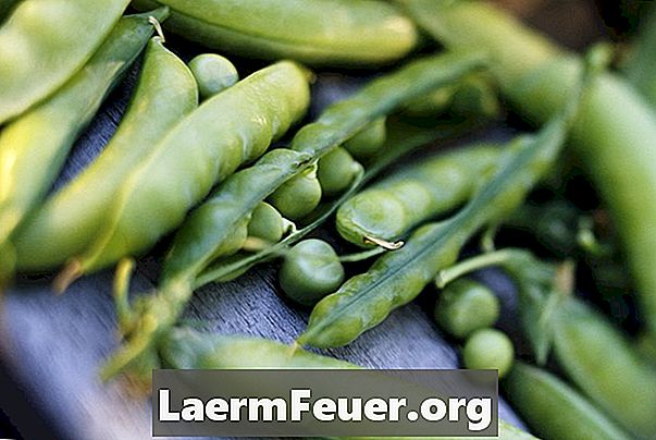 Jak sadzić fasolki szparagowe i groch w wazonach