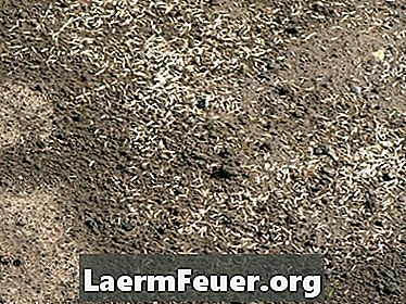 Πώς να φυτέψει το γρασίδι μετά τη χρήση του ζιζανιοκτόνου Roundup