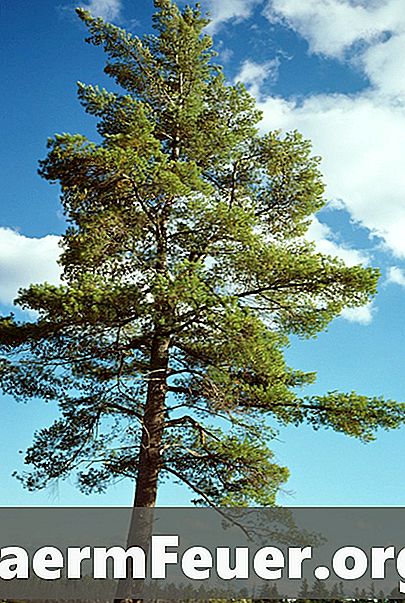 Cómo plantar los árboles del pino americano