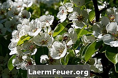 Jak sadzić sady jabłkowe do zapylania krzyżowego