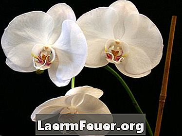 Como plantar sementes de orquídeas