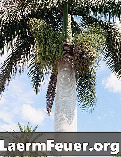 Sådan plantes cubanske kejserlige palmefrø