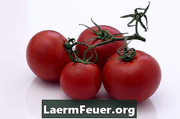 Como plantar tomates a partir de sementes frescas