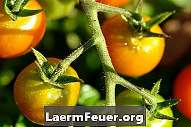 Tomaten planten in emmers van 20 liter