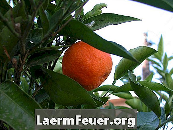Typer apelsinträd med taggar
