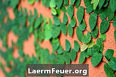 Hvordan plante en klatring hortensia på en trellis