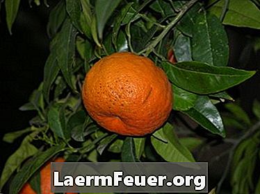 Hur man planterar en mandarinfrö