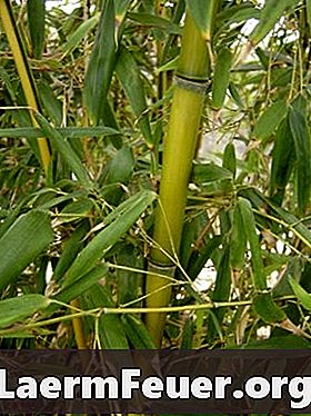 Hogyan lehet a Bambuszot