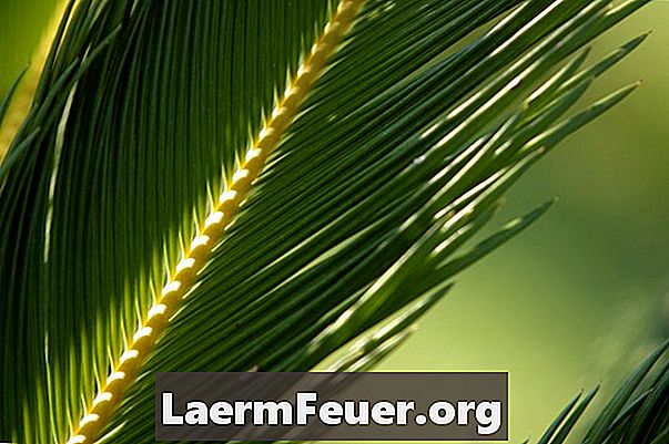 Comment tailler des palmiers sago