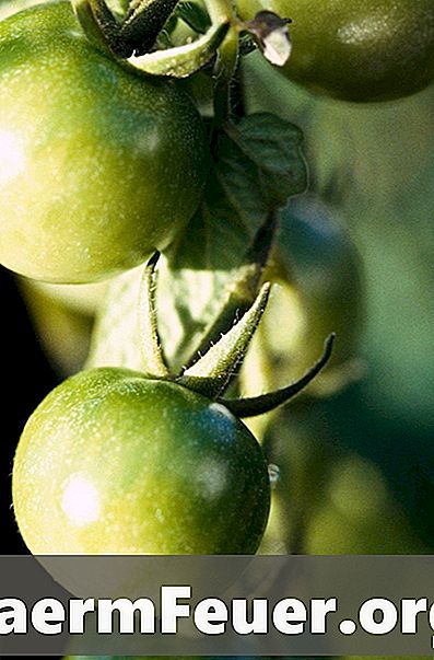 Tomaten snoeien voor grotere vruchten