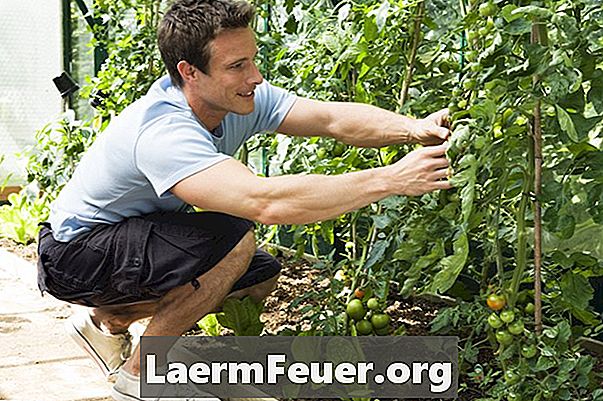 Jak traktować pomidory z walcowanym liściem