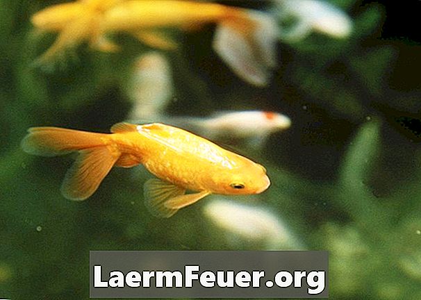 Hvordan kan jeg vite om gullfisken min legger egg?