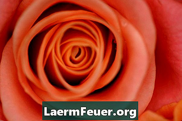 Wie man eine Rose im Harz konserviert