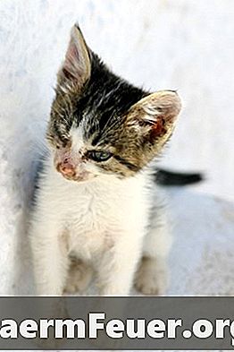 كيفية الوقاية من أمراض الكلى في القطط