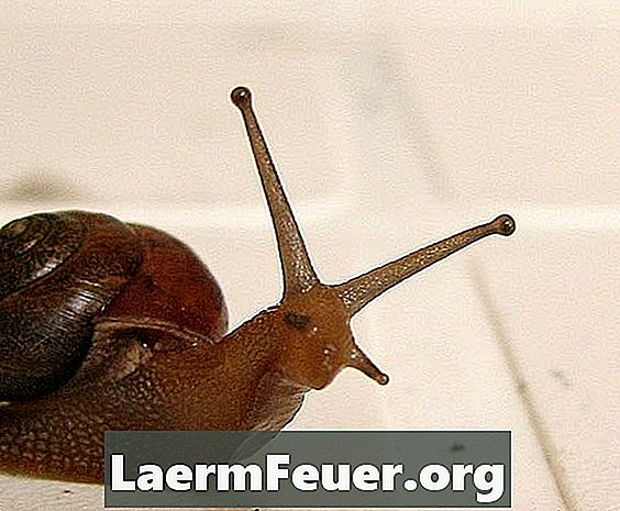 Hvordan man forhindrer en fastgørelse af snegle i et akvarium