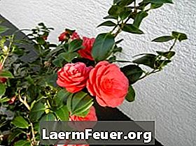 Kuidas levitada camellias