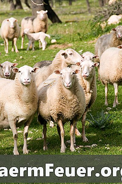 捕食者から羊を守る