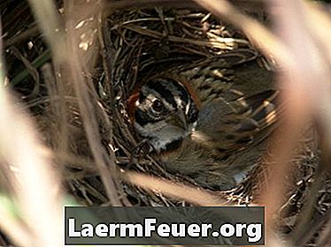 Как да защитим гнездата на птиците от хищници