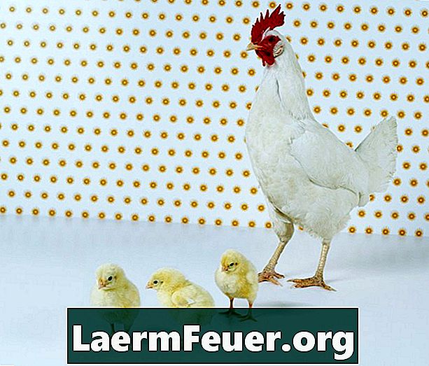 Hur man skyddar kycklingar mot rovdjur
