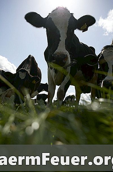 Wie man Kühe gegen Fliegenangriff besprüht