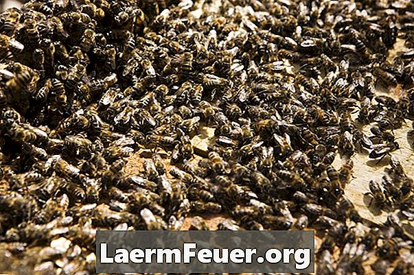 꿀벌 무리에 어떻게 반응 하는가?
