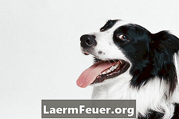 Kā atpazīt Alcheimera slimību suņiem