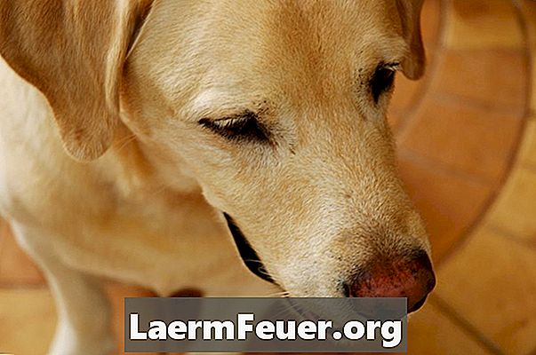 Jak rozpoznać i leczyć torbiel skórną u psów