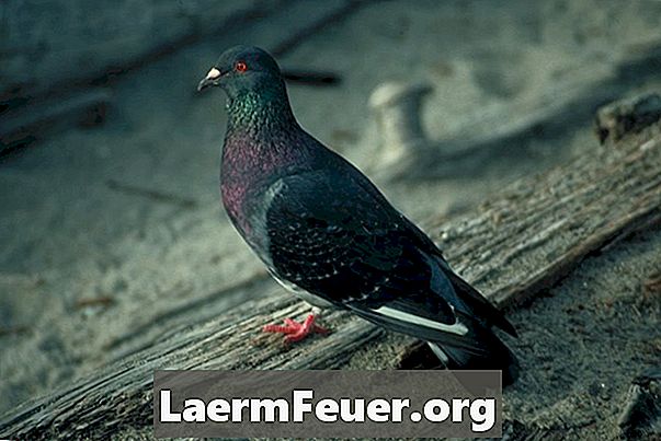 Comment reconnaître un pigeon postal