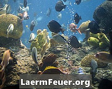 Hvordan redusere Alger Vekst i et saltvann akvarium