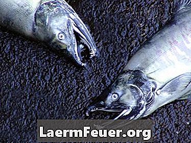 Kako odstraniti luske iz lososa