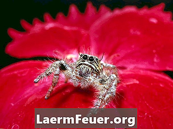 Cum de a elimina Febra Spider la domiciliu