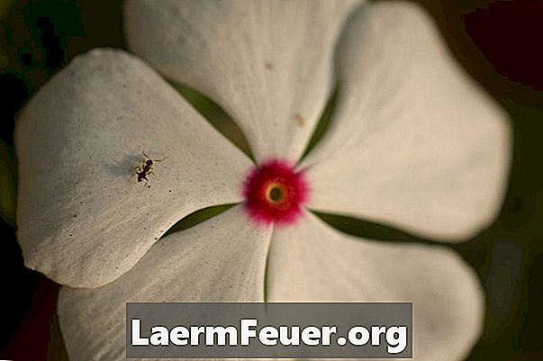 Hoe te om mieren natuurlijk van bloembedden te verwijderen