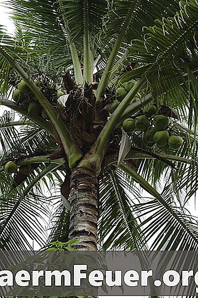 Kā noņemt kokosriekstu no jūsu piemājas