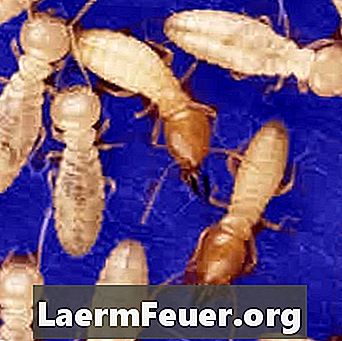 Termite abwehren