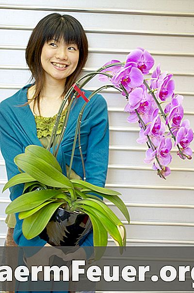 Bagaimana untuk membiak Phalaenopsis