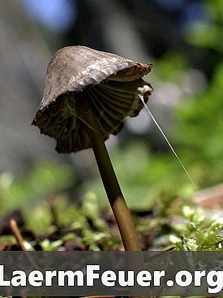 Jak usunąć zarodniki grzybów z powietrza
