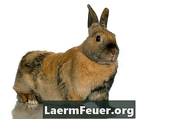 Come sapere la differenza tra conigli maschi e femmine