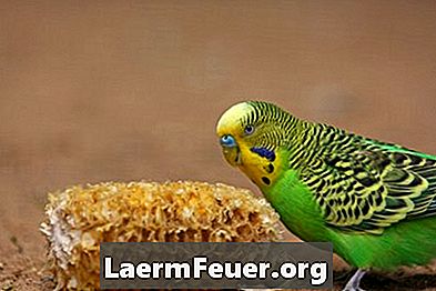 Comment savoir différencier les perruches mâles et femelles
