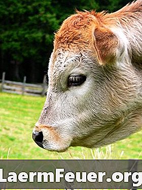 Як дізнатися, коли корова вагітна?