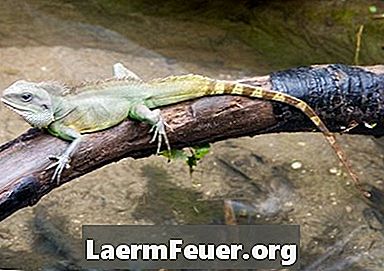 Cómo saber el sexo de un lagarto