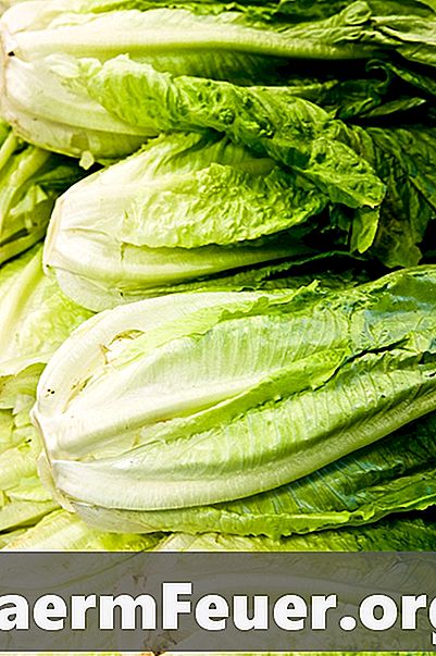 Hvordan vite om salat er bortskjemt
