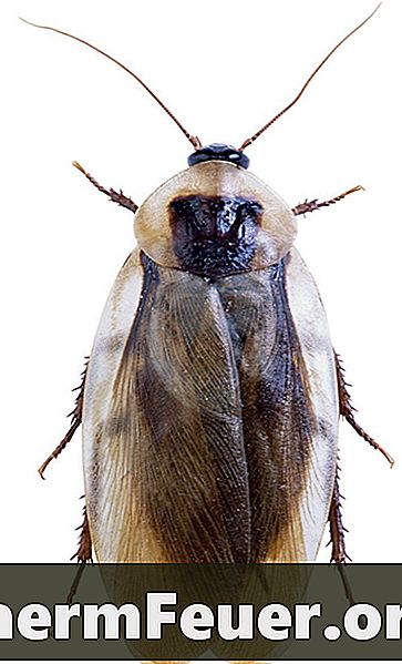 Hvordan fortelle om kakerlakker raser i huset mitt