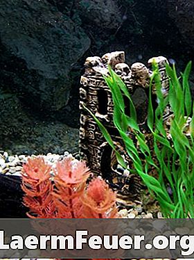 Ferskvann planter for et akvarium