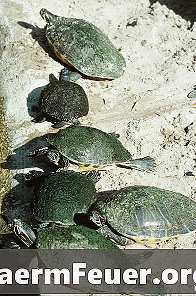 Como saber se um filhote de tartaruga morreu