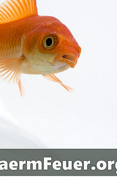 수족관 물고기에있는 뚱뚱한 눈을 대우하는 방법