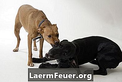ピット・ブルとラブラドール種のミックスから子犬を訓練する方法