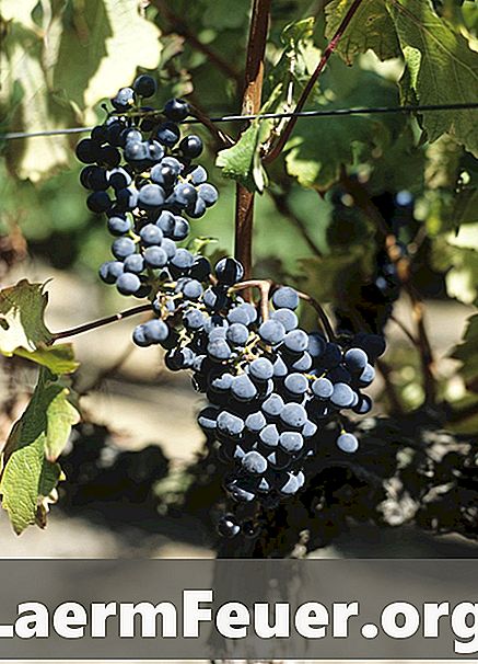 Como se colhe uvas de videiras